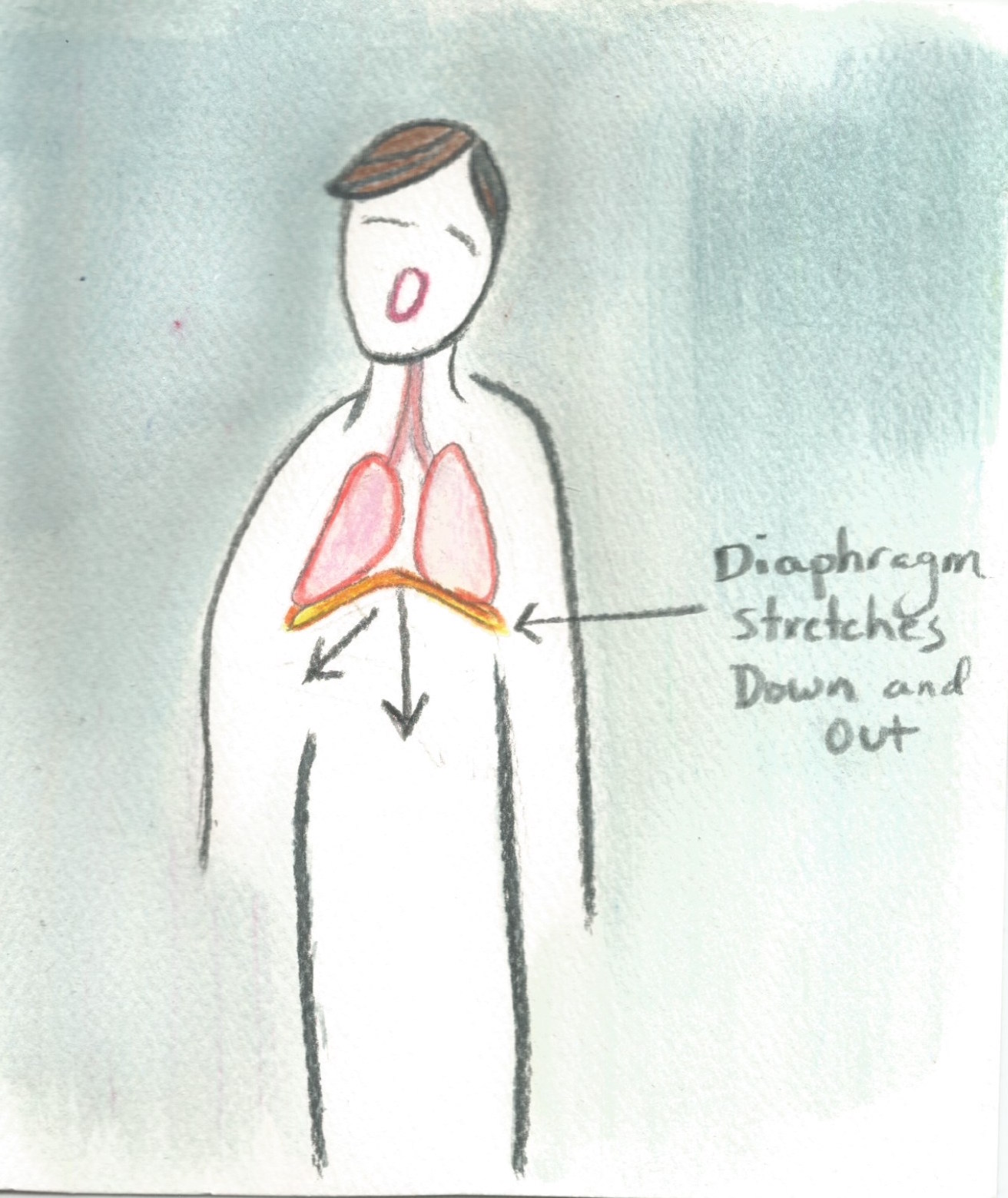 DiaphragmDiagram
